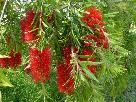 Callistemon Hybrid ‘Mary MacKillop’ (Mary MacKillop Bottlebrush)