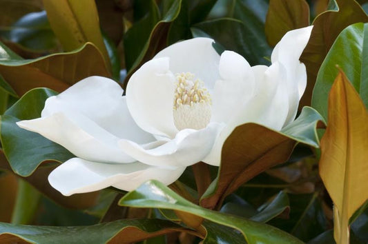 Magnolia grandiflora 'Kay Parris' (Kay Parris Southern Magnolia)