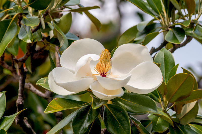 Magnolia grandiflora (Southern Magnolia)