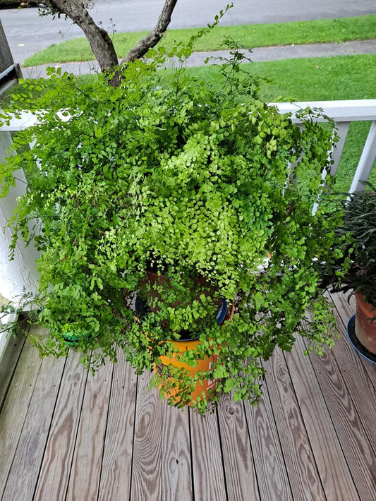 Adiantum raddianum ‘Fragrans’ (Fragrant Maidenhair Fern)