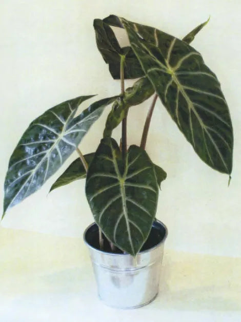 Alocasia ‘Nairobi Nights’