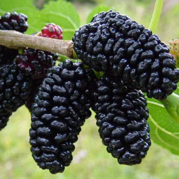 Morus Majestic Dwarf (Mulberry - Majestic Dwarf)