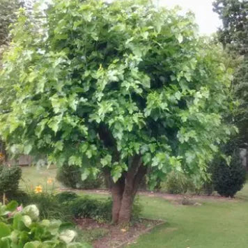 Morus Majestic Dwarf (Mulberry - Majestic Dwarf)