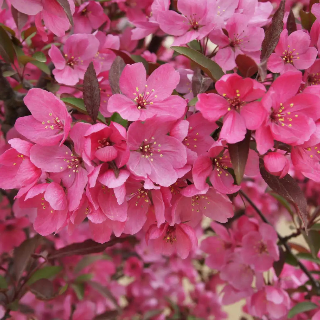 Malus ‘Shotizam’ Showtime™ (Crab Apple)