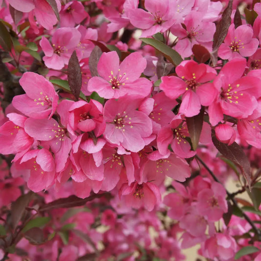 Malus ‘Shotizam’ Showtime™ (Crab Apple)