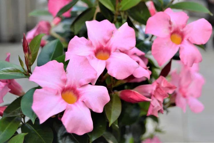 Mandevilla ‘Intense Fuchsia’ (Dipladenia Vine)
