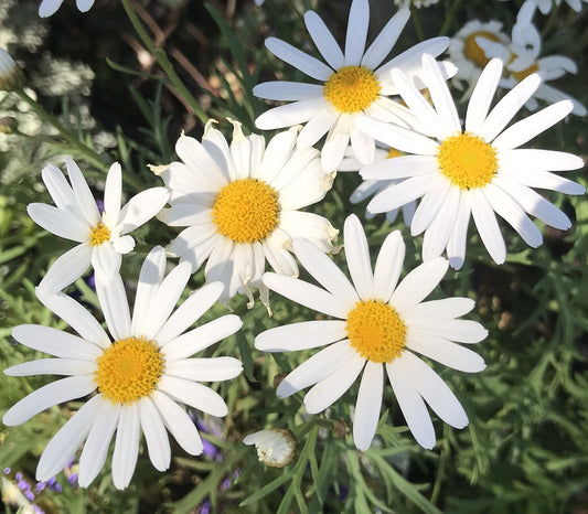 Argyranthemum 'Fine Foliage White' (Fine Foliage White Marguerite Daisy)