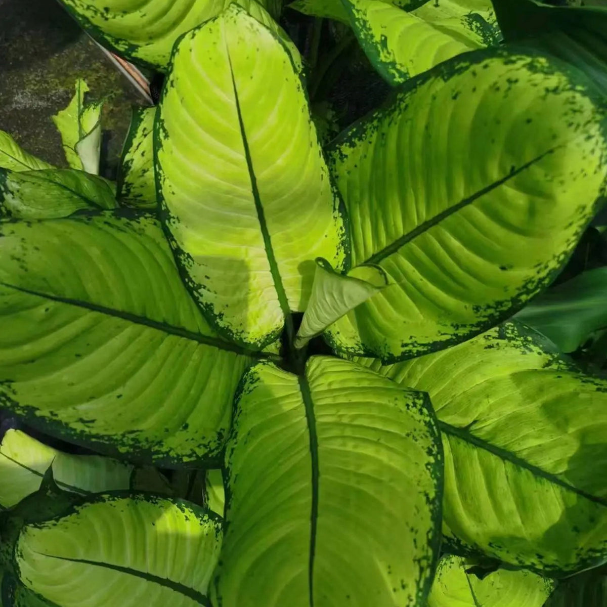 Dieffenbachia ‘Martha’ (Dumb Cane ‘Martha’)