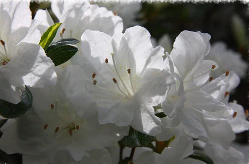 Rhododendron indicum 'Alba Magnifica' (White Indica Azalea)