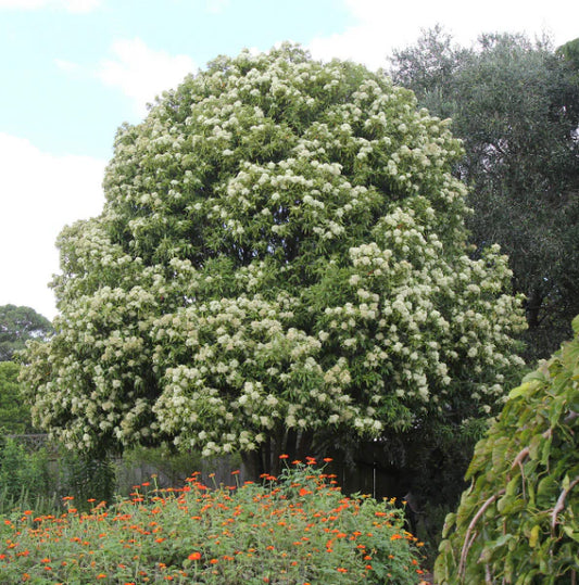 Backhousia Citriodora (Lemon Myrtle)