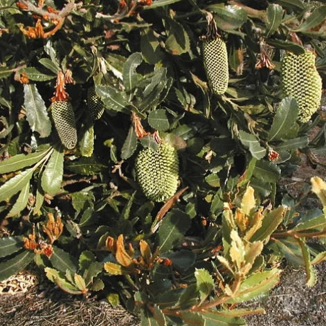 Banksia lehmanniana (Yellow Lantern Banksia)