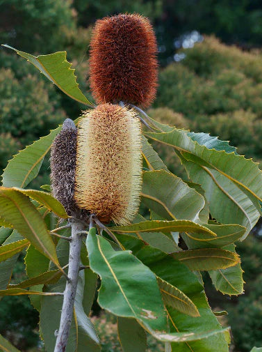 Banksia Robur