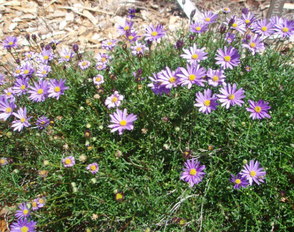 Brachyscome multifida ‘Break O Day’ (Cut Leaf Daisy)