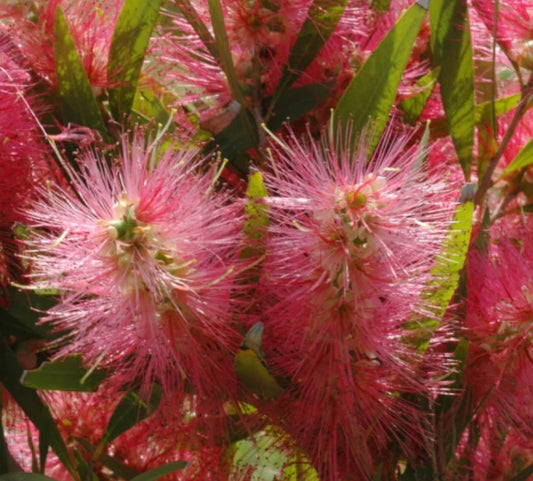 Callistemon 'Candy Pink' (Candy Pink Bottlebrush)