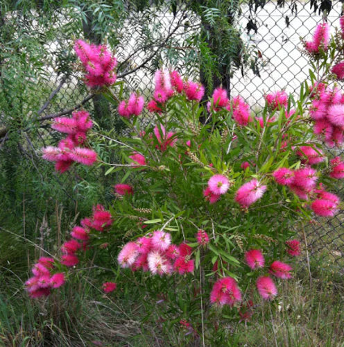 Callistemon 'Candy Pink' (Candy Pink Bottlebrush)