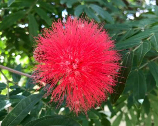 Calliandra haematocephala (Red Pom Pom)