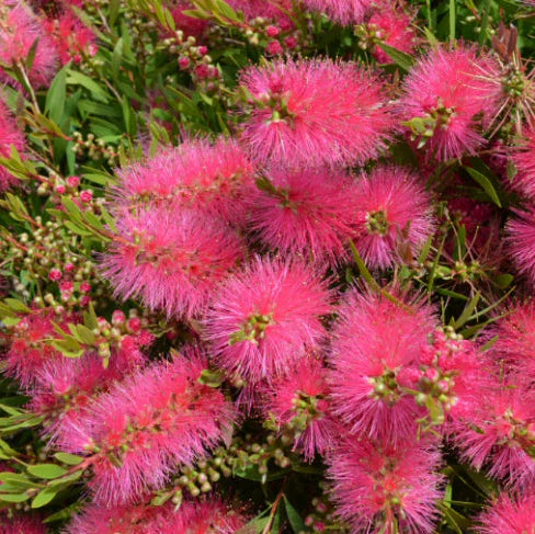 Callistemon salignus ‘Perth Pink’ (Perth Pink Bottlebrush)