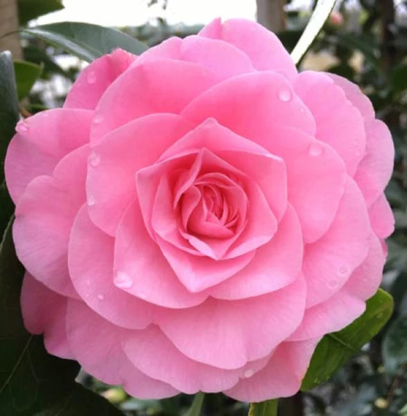 Camellia Japonica ‘Betty Ridley’ (Betty Ridley Camellia Balls)