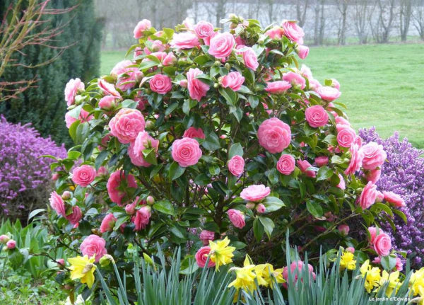 Camellia Japonica ‘Betty Ridley’ (Betty Ridley Camellia Balls)