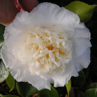 Camellia japonica ‘Elegans Champagne’