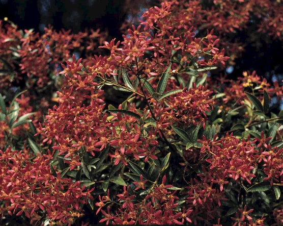 Ceratopetalum gummiferum 'Red Red Red' (Red Red Red NSW Christmas Bush)