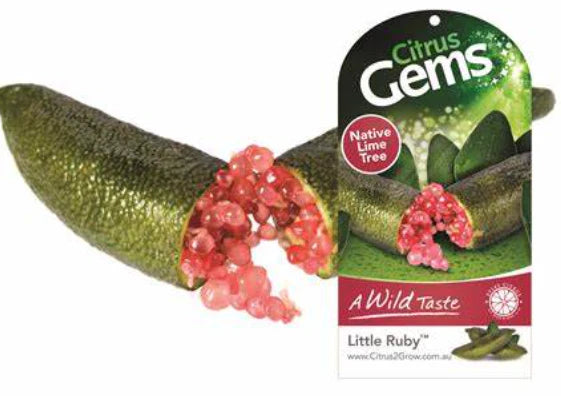 Citrus australasica ‘Little Ruby’ (Finger Lime)