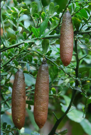 Citrus australasica ‘Rainforest Pearl’ (Finger Lime) Grafted 