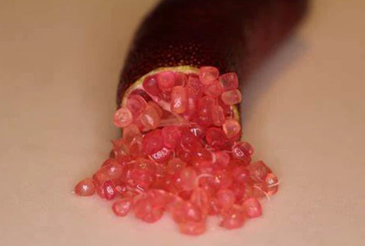 Citrus australasica ‘Rainforest Pearl’ Dwarf (Finger Lime)