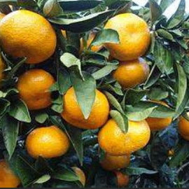 Citrus reticulata ‘Japanese Seedless’ (Mandarin)