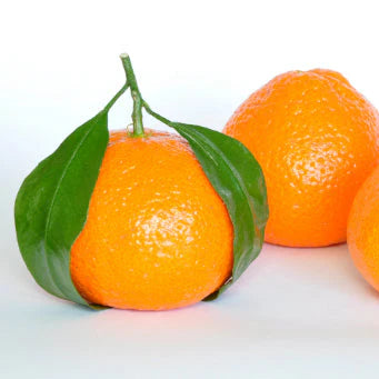 Citrus reticulata ‘Japanese Seedless’ (Mandarin)