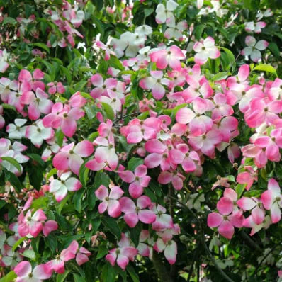 Cornus kousa 'Eric Gennett' (Eric Gennett Kousa Dogwood)