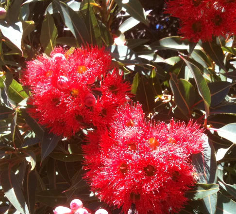 Corymbia ficifolia Dwarf Red Grafted (Dwarf Red Flowering Gum)