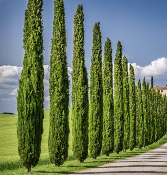 Cupressus Sempervirens Glauca (Italian Pencil Pine)