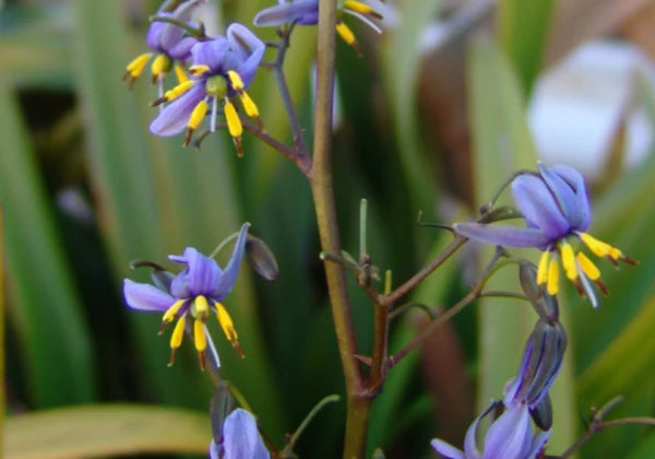 Dianella Tasmanica (TR20 Tasred®)