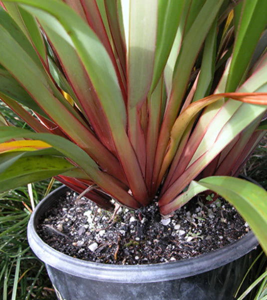 Dianella Tasmanica (TR20 Tasred®)