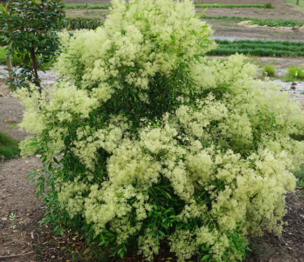 Fraxinus griffithii (FRAX01) ‘Safe Haven™’ PBR