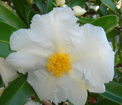 Gordonia Axillaris (Fried Egg Plant)