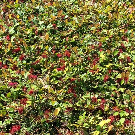Grevillea laurifolia – Blue Mountains Rambler