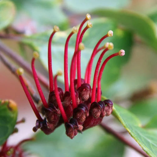 Grevillea laurifolia – Blue Mountains Rambler