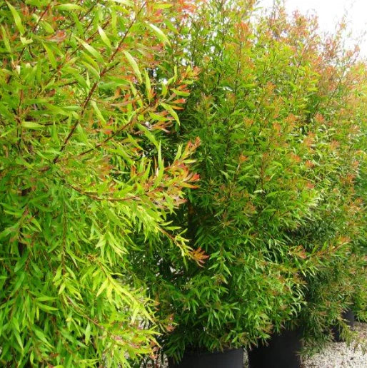 Hakea Salicifolia trees planted and used as an effective screening, highlighting their dense green foliage.