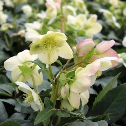 Helleborus Gold Collection® ‘Ice Breaker Max’