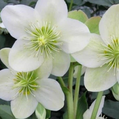 Helleborus Gold Collection® ‘Ice Breaker Max’