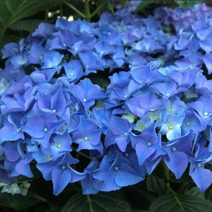 Hydrangea macrophylla ‘Tea Time™ Early Blue Compact Blue’
