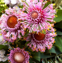 Isopogon ‘Pink Drumsticks’