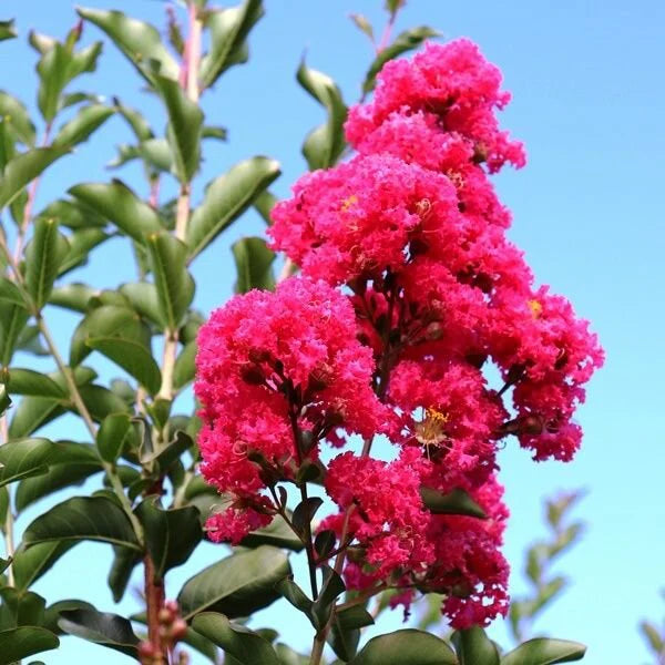 Lagerstroemia Indica (Crepe Myrtle Tuscarora)