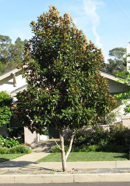 Magnolia grandiflora ‘Super Gem’ (Magnolia)