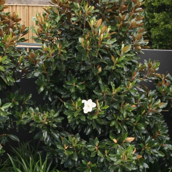 Magnolia grandiflora ‘Super Gem’ (Magnolia)