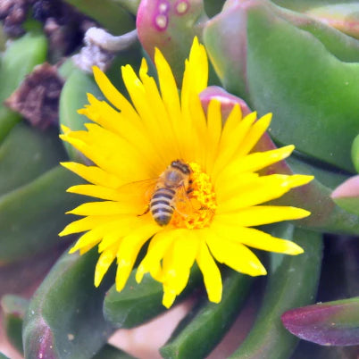 Mesembryanthemum spp. Yellow (Yellow Pig Face)