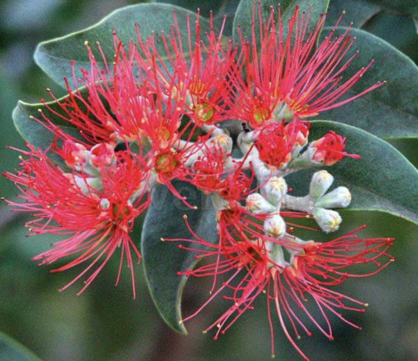 Metrosideros Thomasii (New Zealand Christmas Bush)