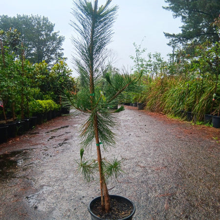 Pinus thunbergii ‘Christmas Tree’ – Japanese Black Pine